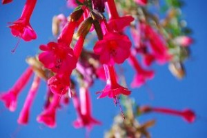 Nationalblume Perus und Boliviens