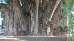 Baum von Tule